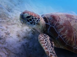 Green Turtle on Great Barrier Reef